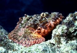 'WAITING' Scorpion fish in a common pose. Another mug sho... by Rick Tegeler 